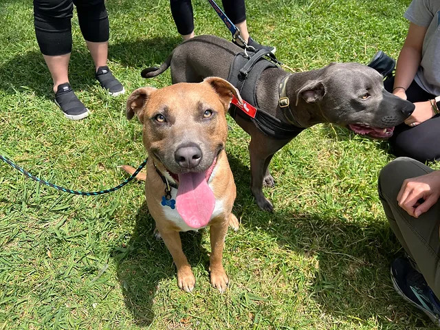 Calvin, a Adoptable mixed breed in La Habra, CA image 3/6
