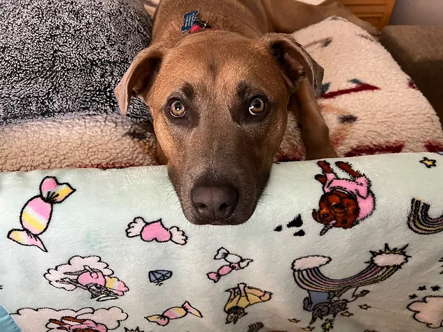 Calvin, a Adoptable mixed breed in La Habra, CA image 4/6