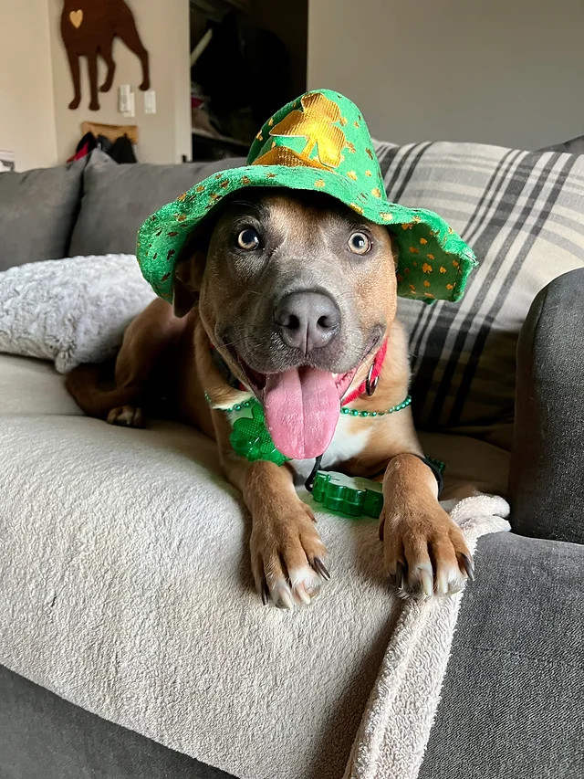 Calvin, a Adoptable mixed breed in La Habra, CA image 5/6