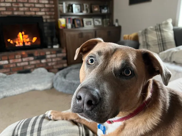 Calvin, a Adoptable mixed breed in La Habra, CA image 6/6