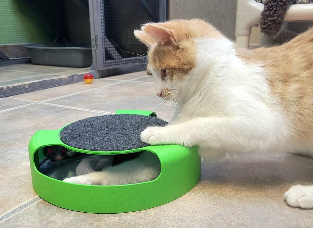 Sherbet, Adoptable, Kitten Male Domestic Short Hair.