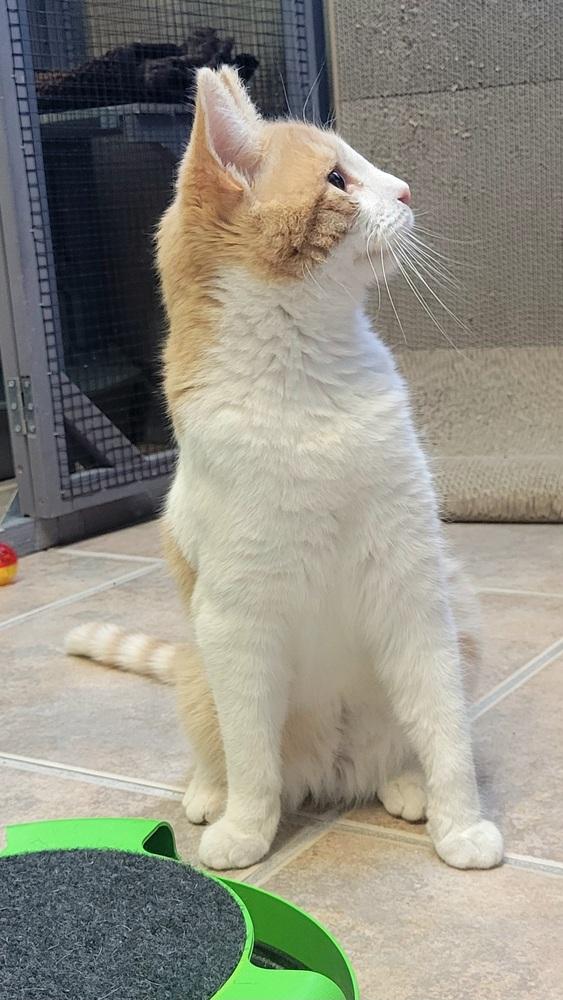 Enlarge Sherbet, a Adoptable Domestic Short Hair in Green Valley, AZ image 2/6