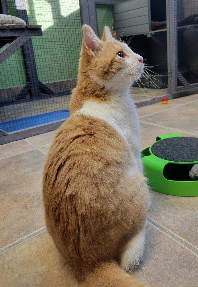Enlarge Sherbet, a Adoptable Domestic Short Hair in Green Valley, AZ image 3/6