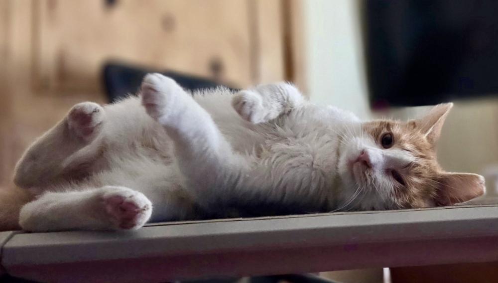 Enlarge Sherbet, a Adoptable Domestic Short Hair in Green Valley, AZ image 4/6