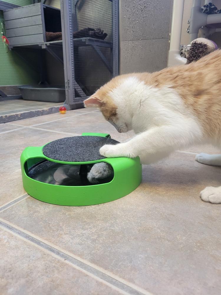 Enlarge Sherbet, a Adoptable Domestic Short Hair in Green Valley, AZ image 5/6