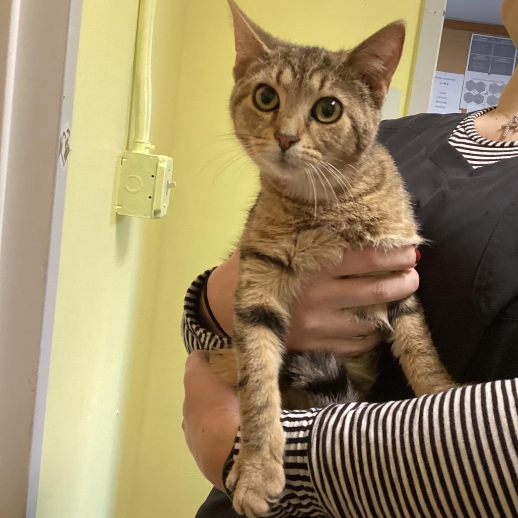 Shelly, a Adoptable Domestic Short Hair in Pittsford, VT image 1/3