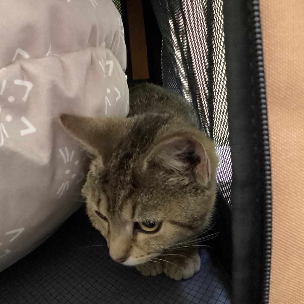 Shelly, a Adoptable Domestic Short Hair in Pittsford, VT image 2/3