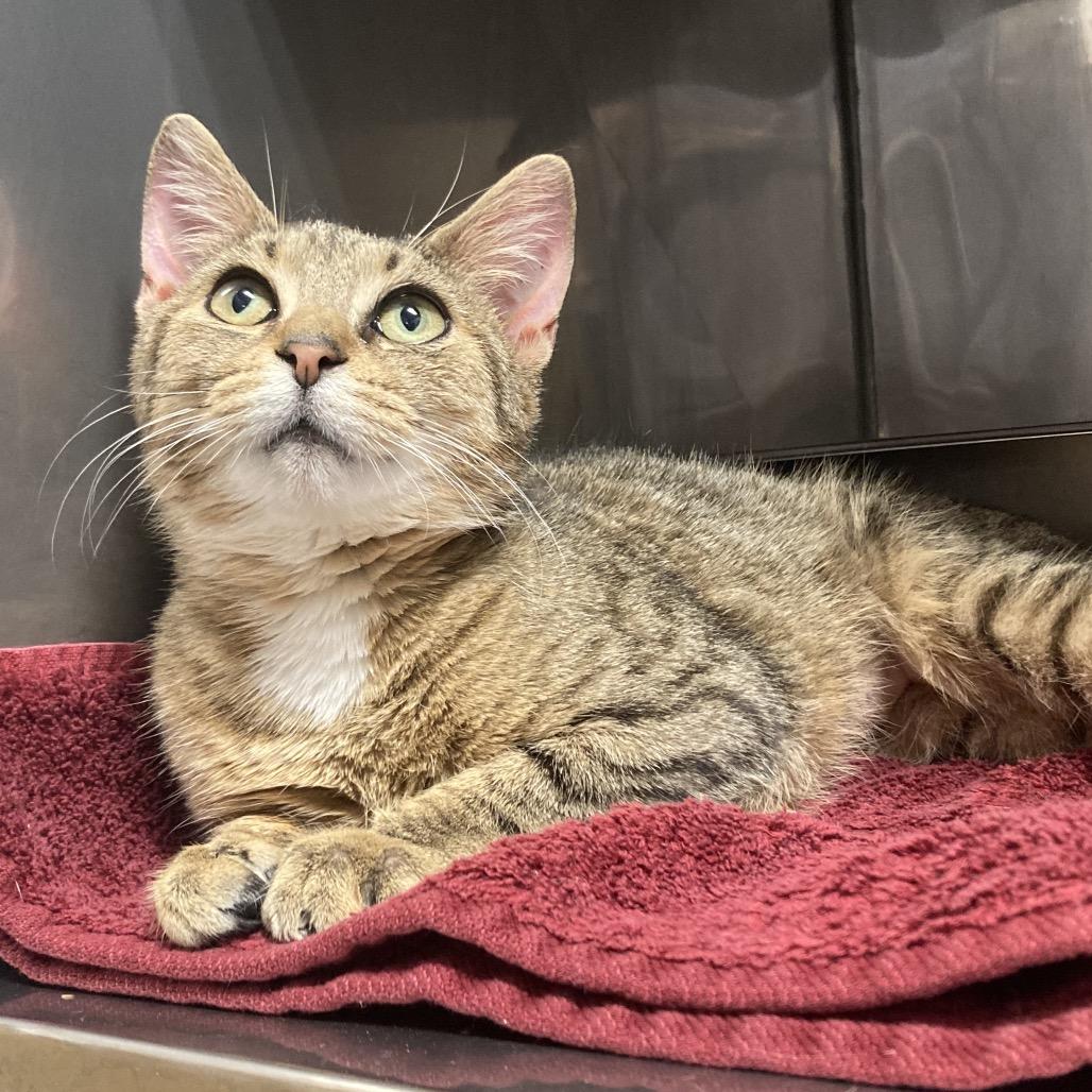 Shelly, a Adoptable Domestic Short Hair in Pittsford, VT image 3/3