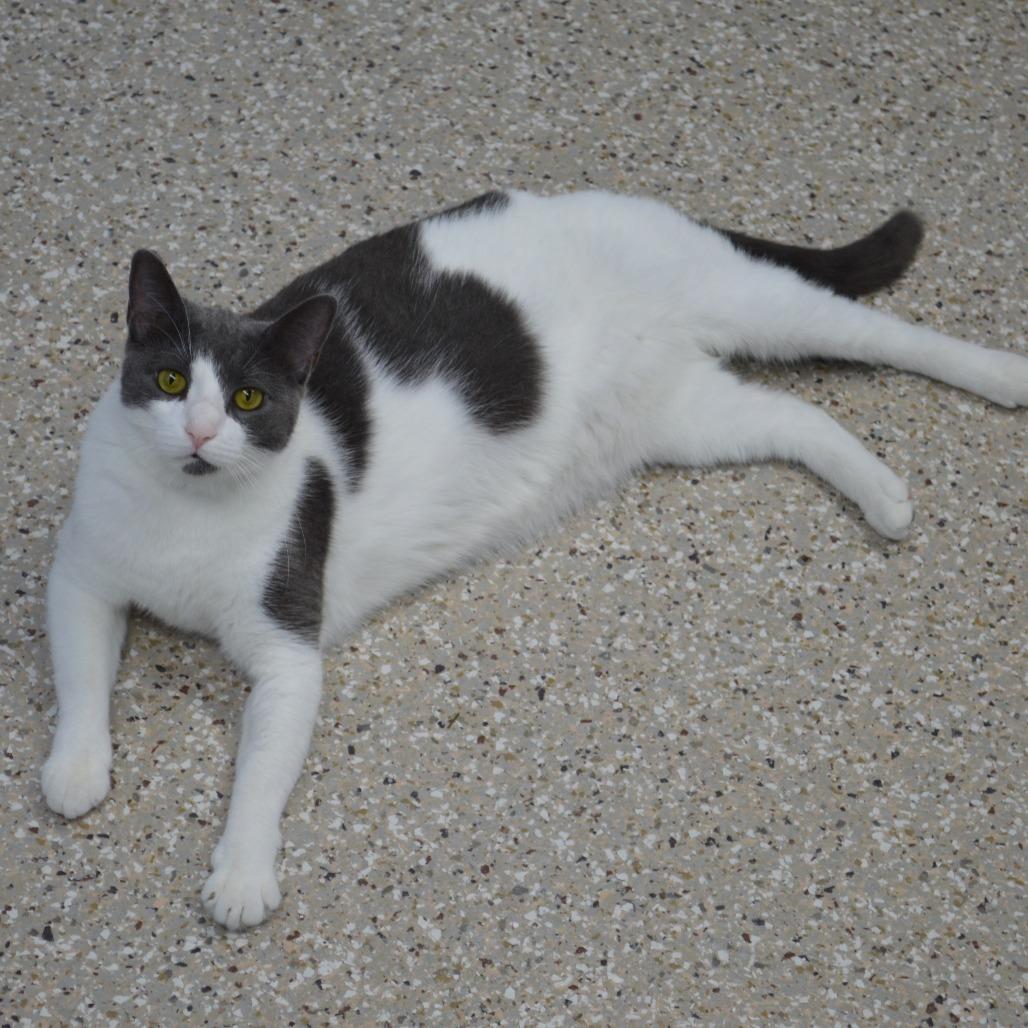 Enlarge Joy, a Adoptable Domestic Short Hair in Camden, DE image 1/4