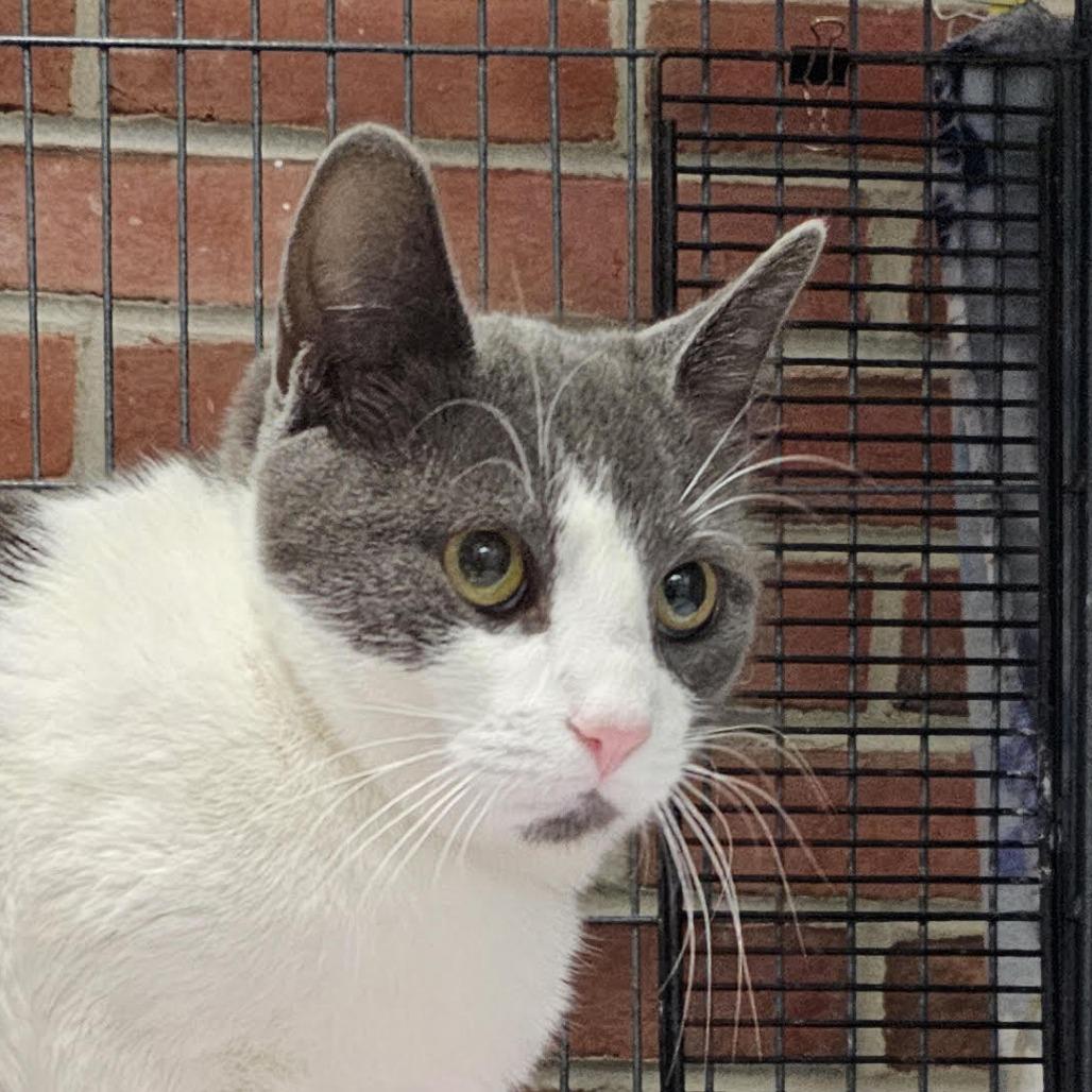 Enlarge Joy, a Adoptable Domestic Short Hair in Camden, DE image 2/4