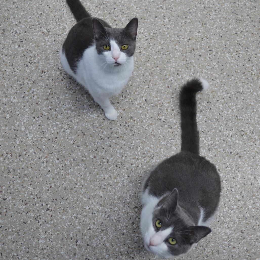 Enlarge Joy, a Adoptable Domestic Short Hair in Camden, DE image 4/4
