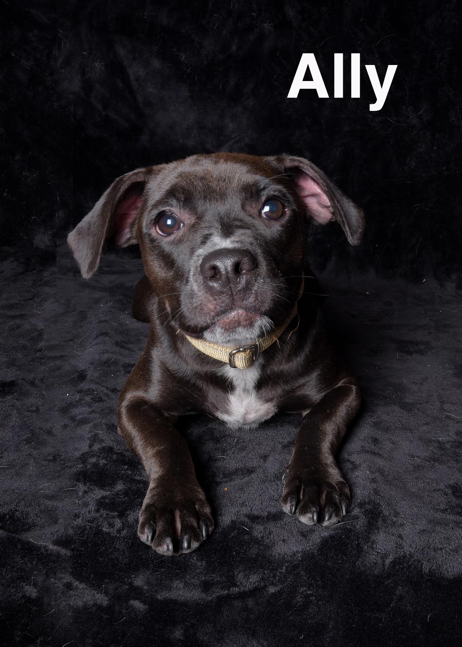 Enlarge Ally, a ADOPTABLE Pit Bull Terrier in Van Nuys, CA image 1/1