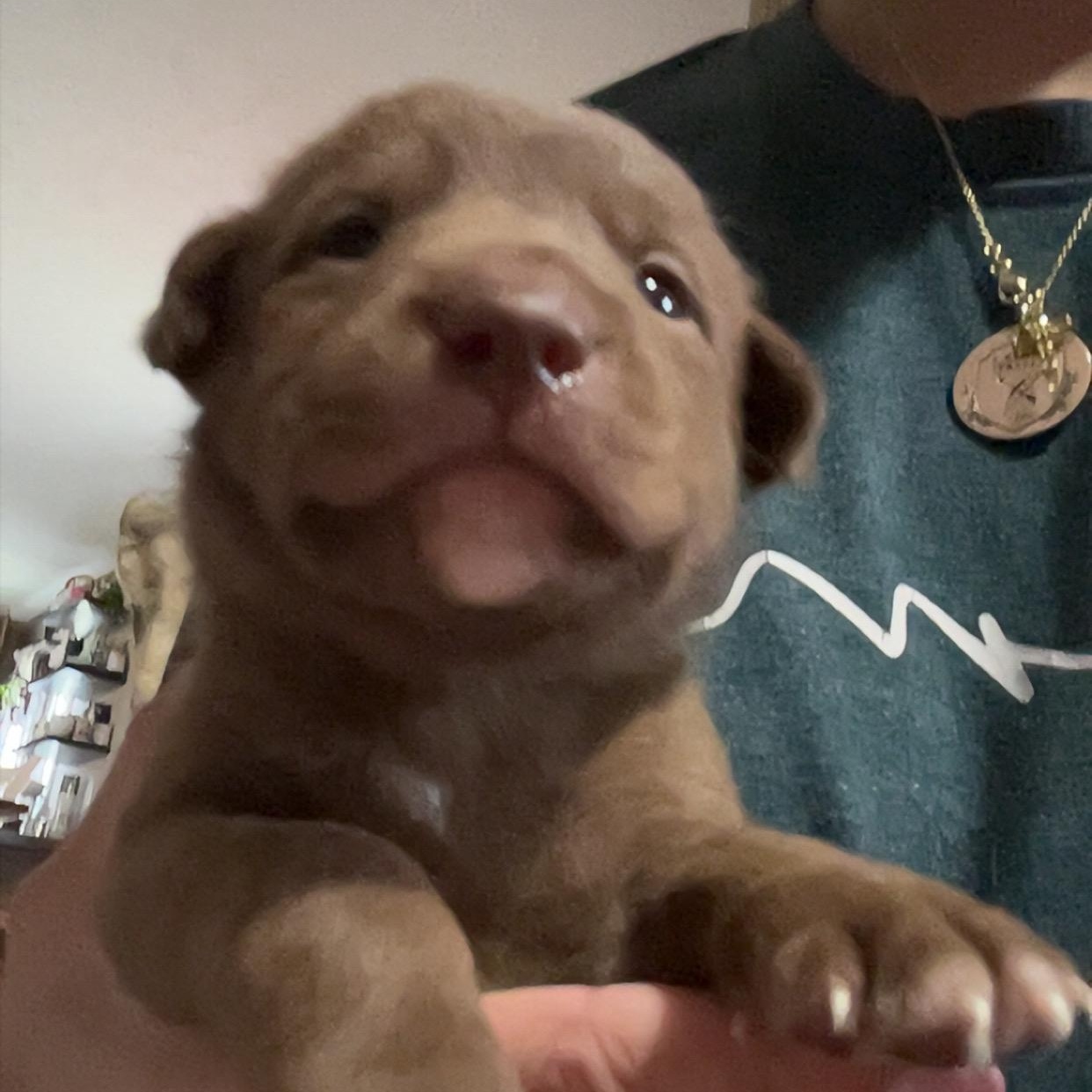 Mittens, ADOPTABLE, Puppy Male Husky.