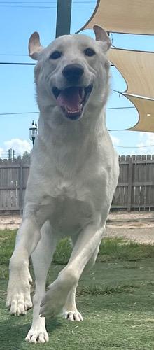 Enlarge Gunner #21, an adoptable Yellow Labrador Retriever in Killingworth, CT image 4/5