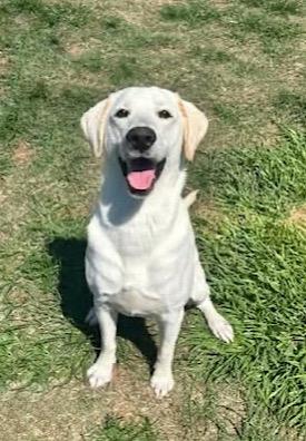 Gunner #21, adoptable, Young Male Yellow Labrador Retriever.