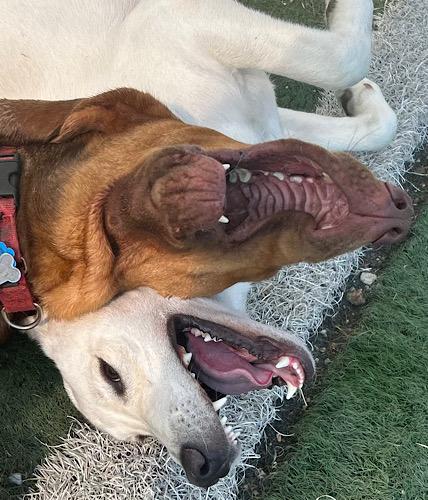 Enlarge Gunner #21, an adoptable Yellow Labrador Retriever in Killingworth, CT image 3/5