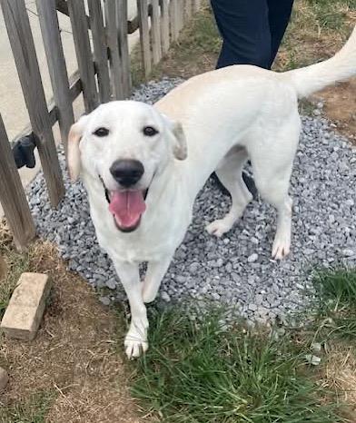 Enlarge Gunner #21, an adoptable Yellow Labrador Retriever in Killingworth, CT image 5/5