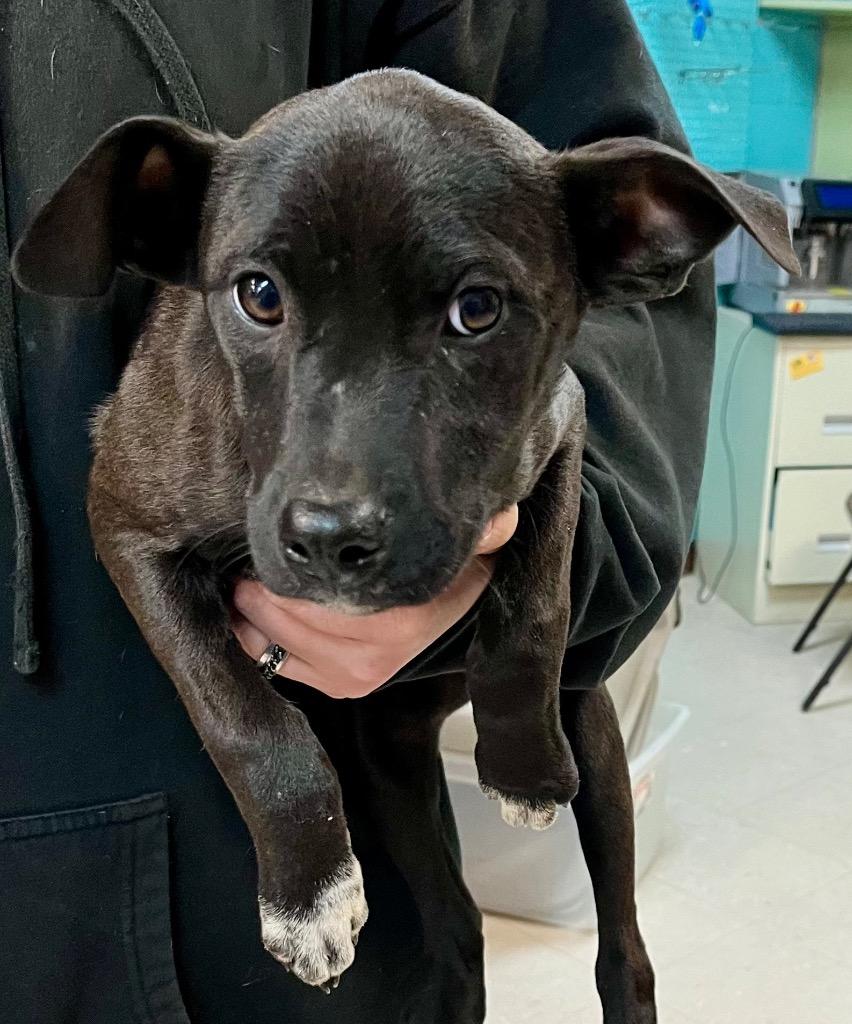 Enlarge Hubba Bubba, a Adoptable mixed breed in Burnsville, NC image 1/1