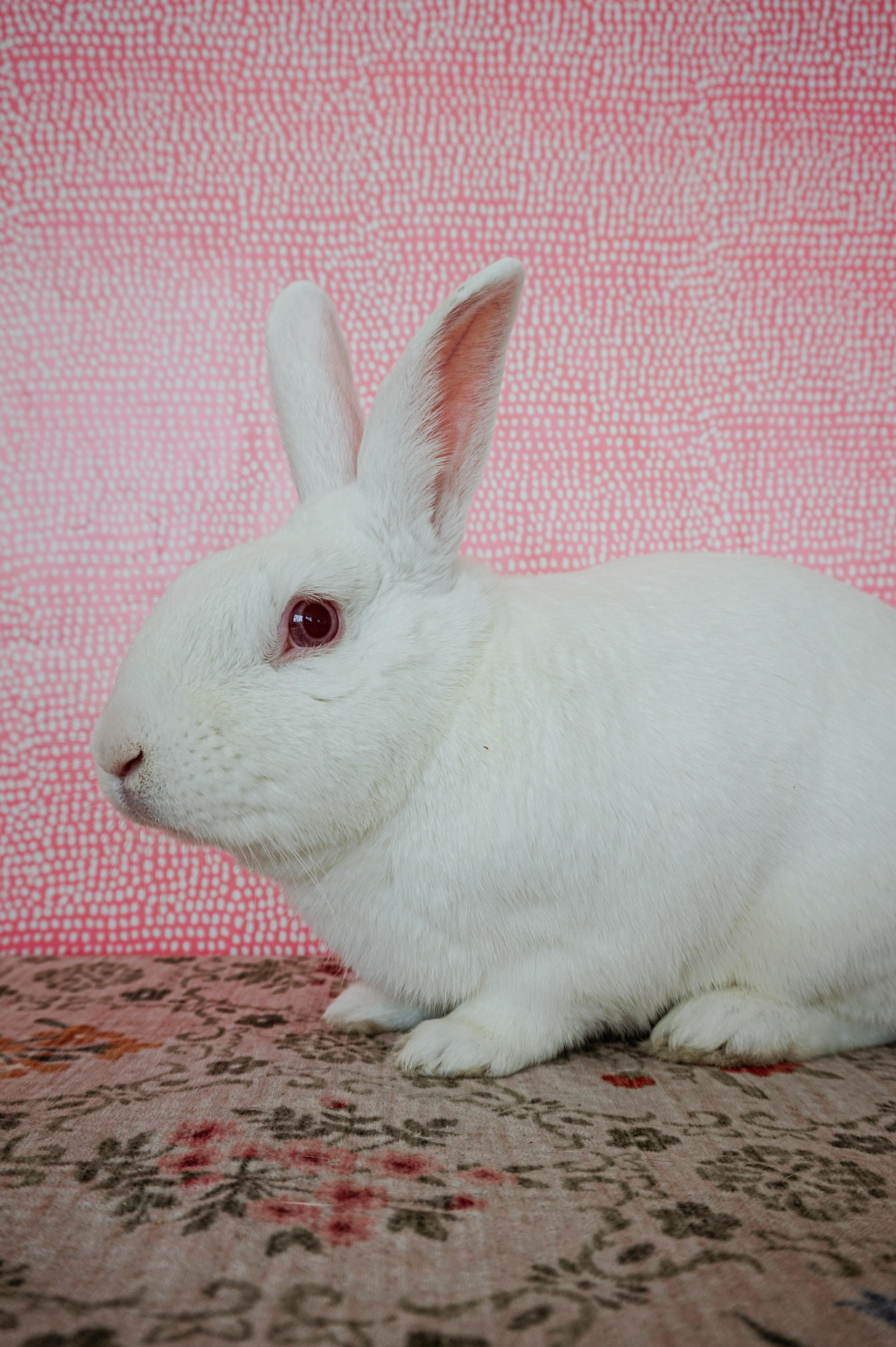 Enlarge Blanco, a Adoptable Florida White in Long Beach, CA image 3/5