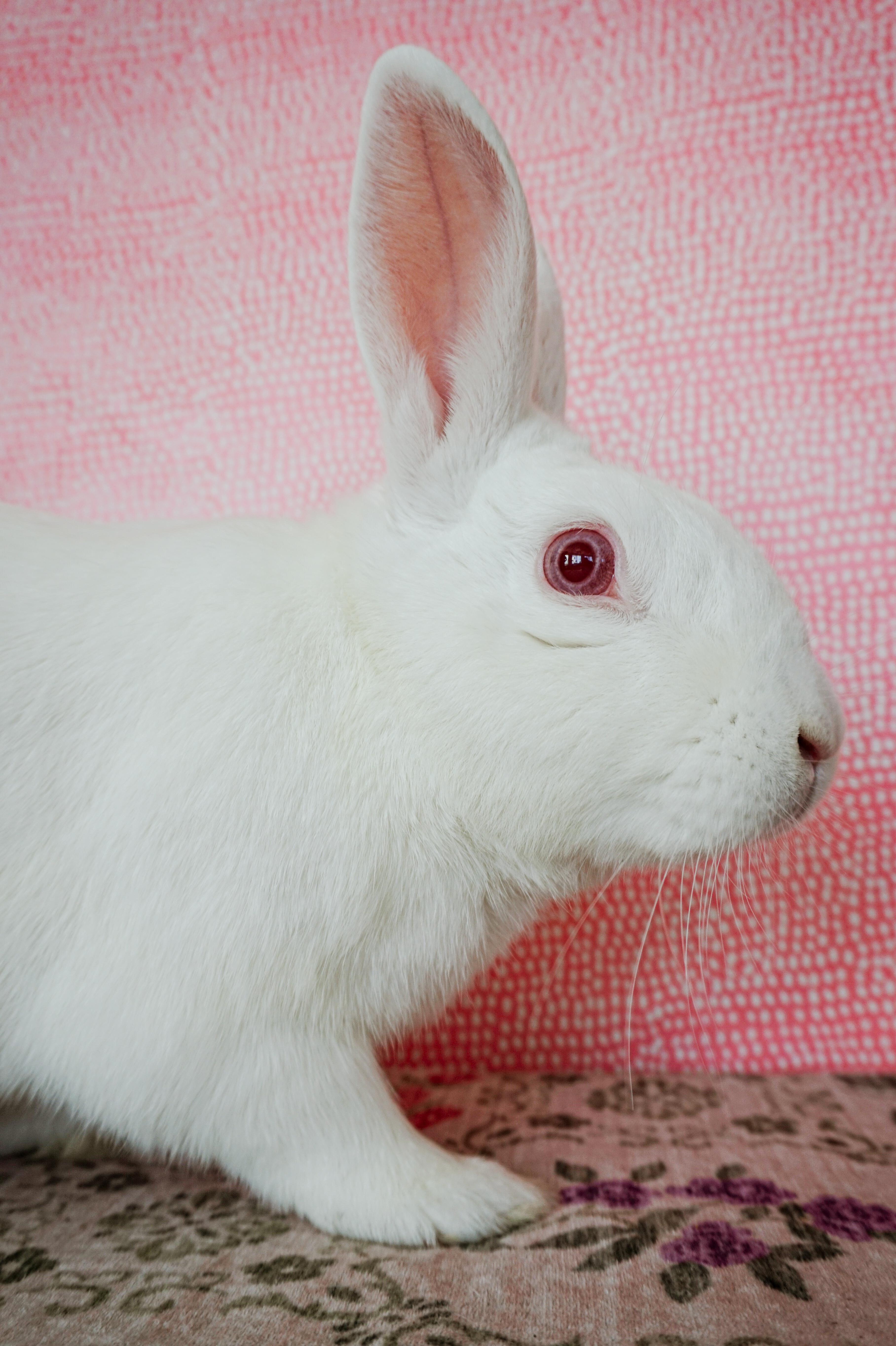 Enlarge Blanco, a Adoptable Florida White in Long Beach, CA image 5/5