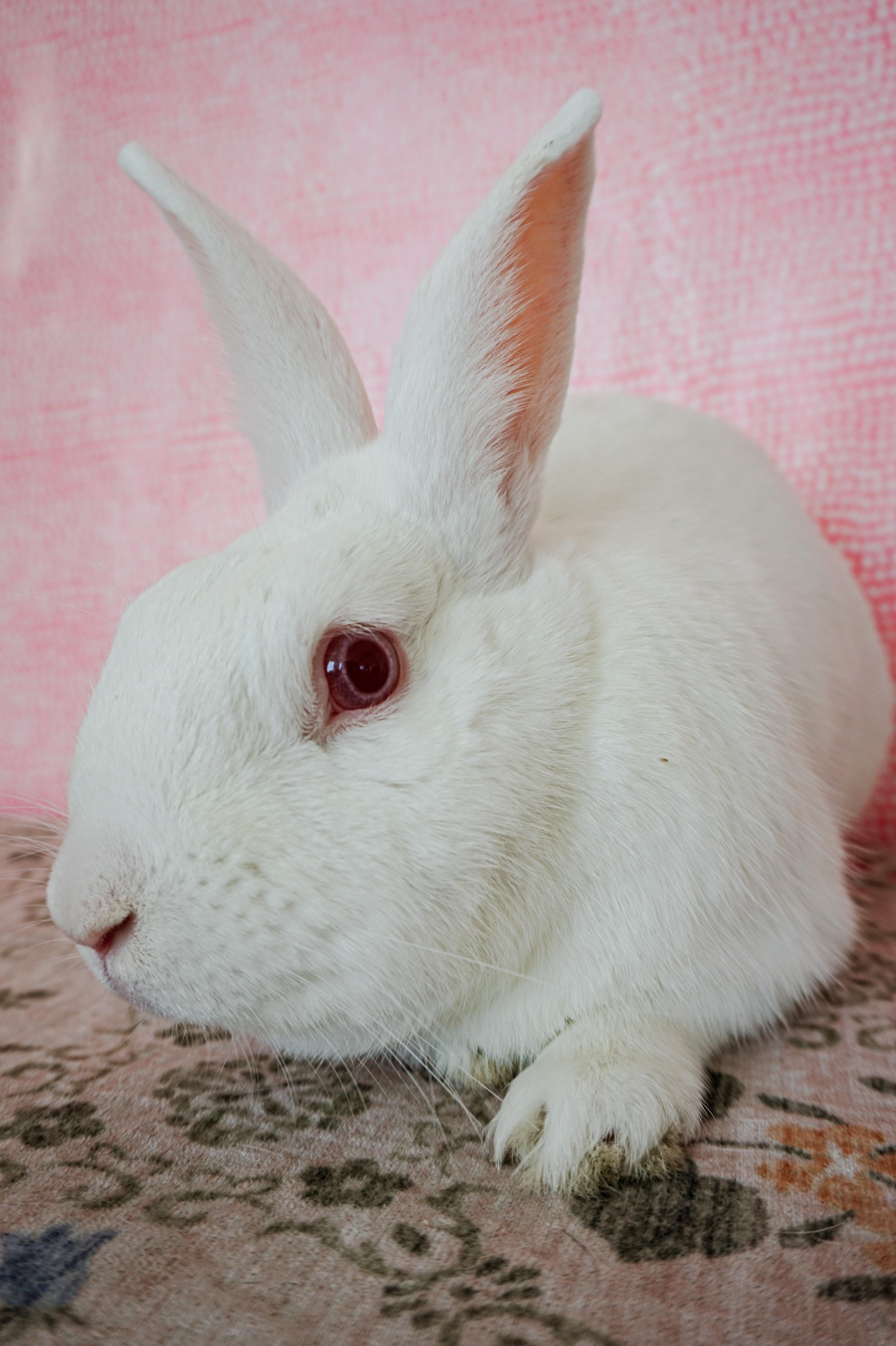 Enlarge Blanco, a Adoptable Florida White in Long Beach, CA image 4/5