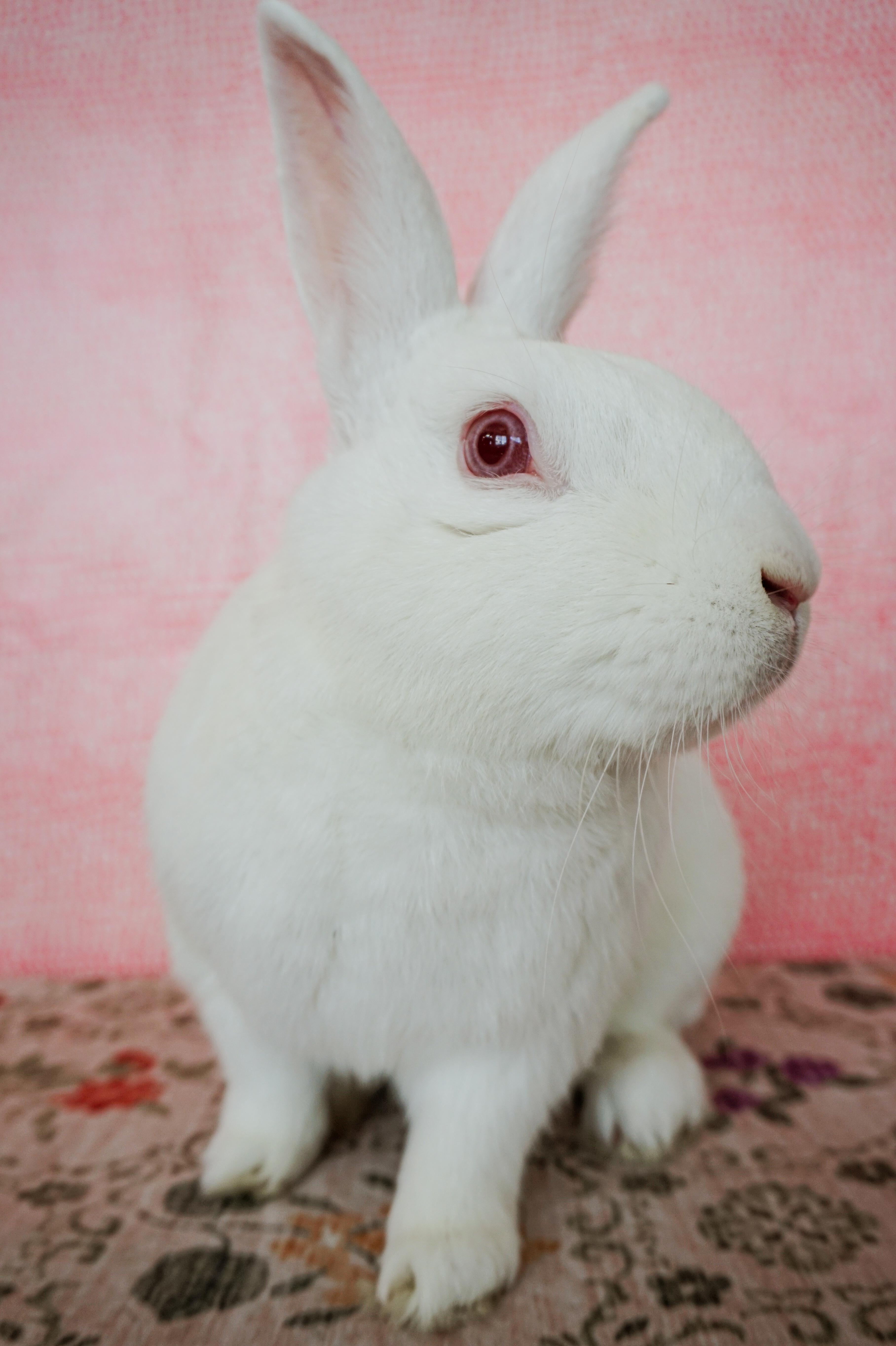 Enlarge Blanco, a Adoptable Florida White in Long Beach, CA image 2/5