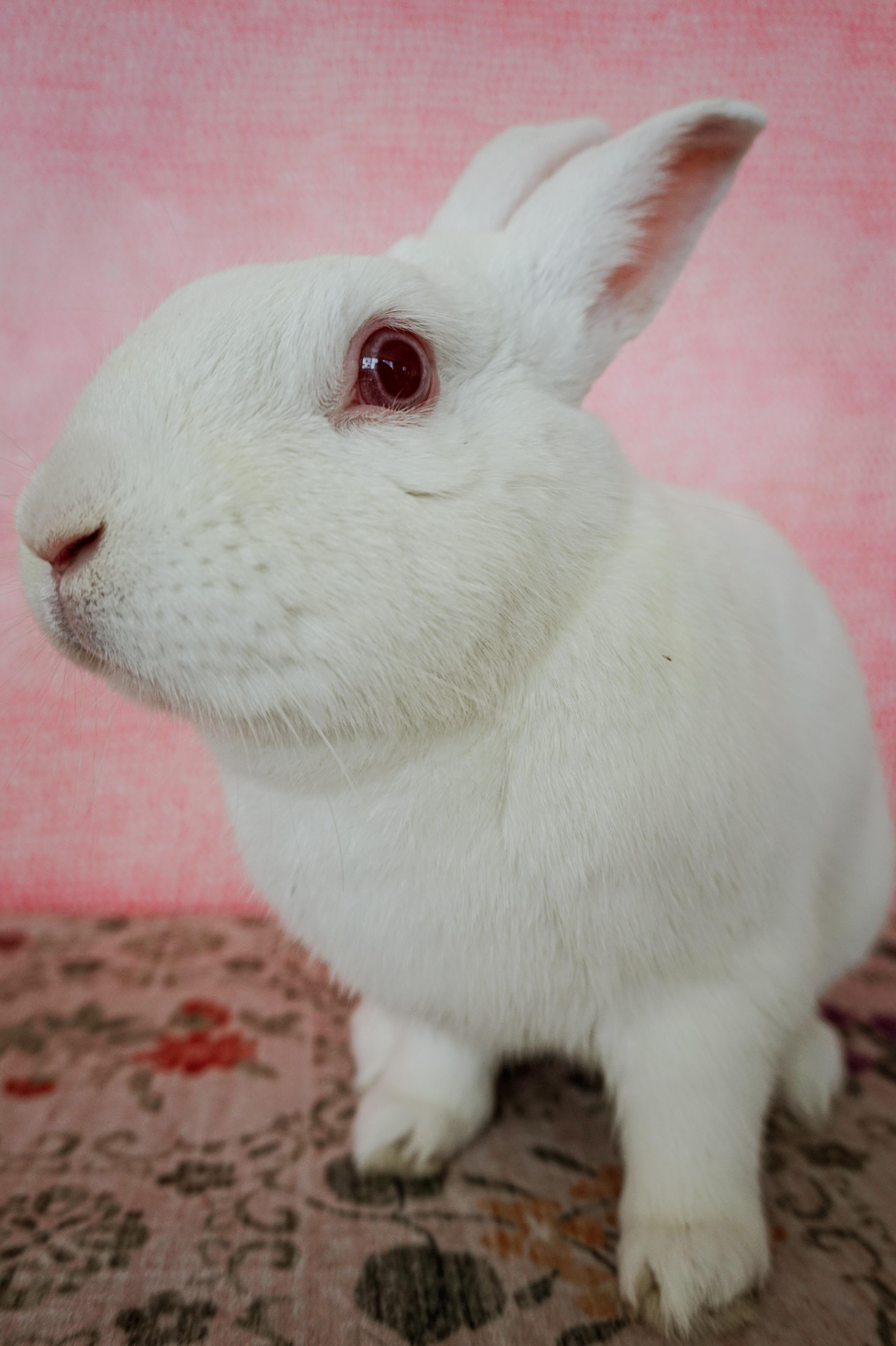Blanco, Adoptable, Young Male Florida White.