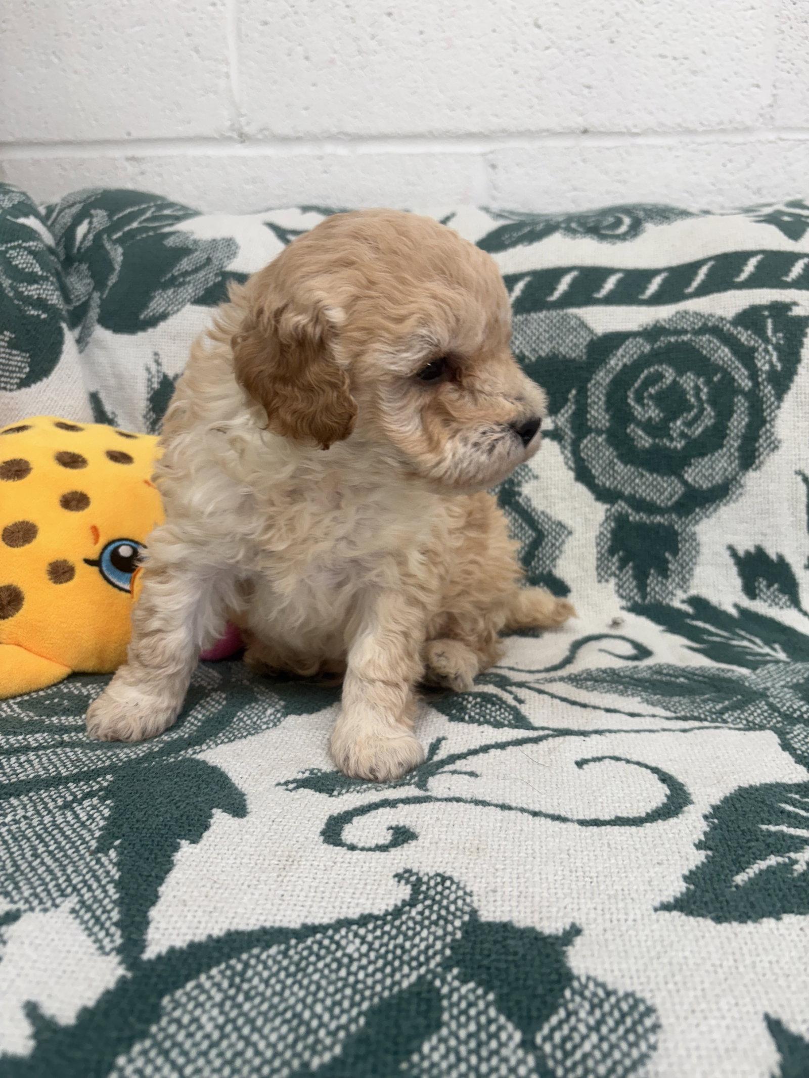 Tito, Adopted, Puppy Male Poodle.