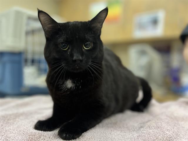 Enlarge RHUBARB, a Adoptable Domestic Short Hair in Aliquippa, PA image 1/1