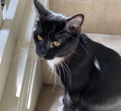 Owl, Adoptable, Kitten Male Domestic Short Hair & Domestic Short Hair.