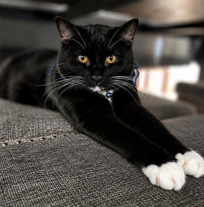 Owl, a Adoptable mixed breed in Elk Grove Village, IL image 1/3