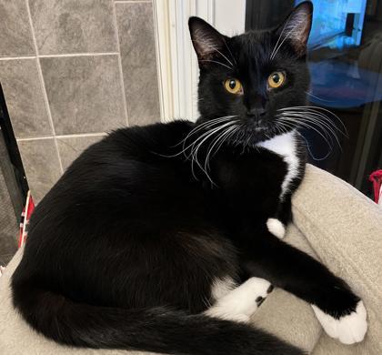 Owl, Adoptable, Young Male Domestic Short Hair & Domestic Short Hair.