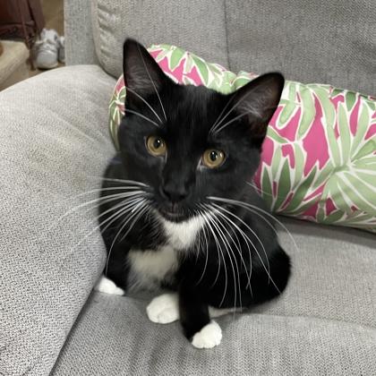 Enlarge Owl, a Adoptable mixed breed in Elk Grove Village, IL image 2/3