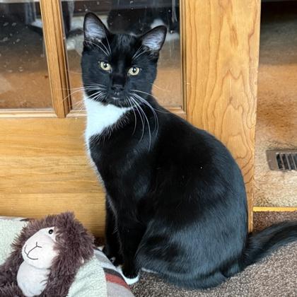 Enlarge Owl, a Adoptable mixed breed in Elk Grove Village, IL image 2/3