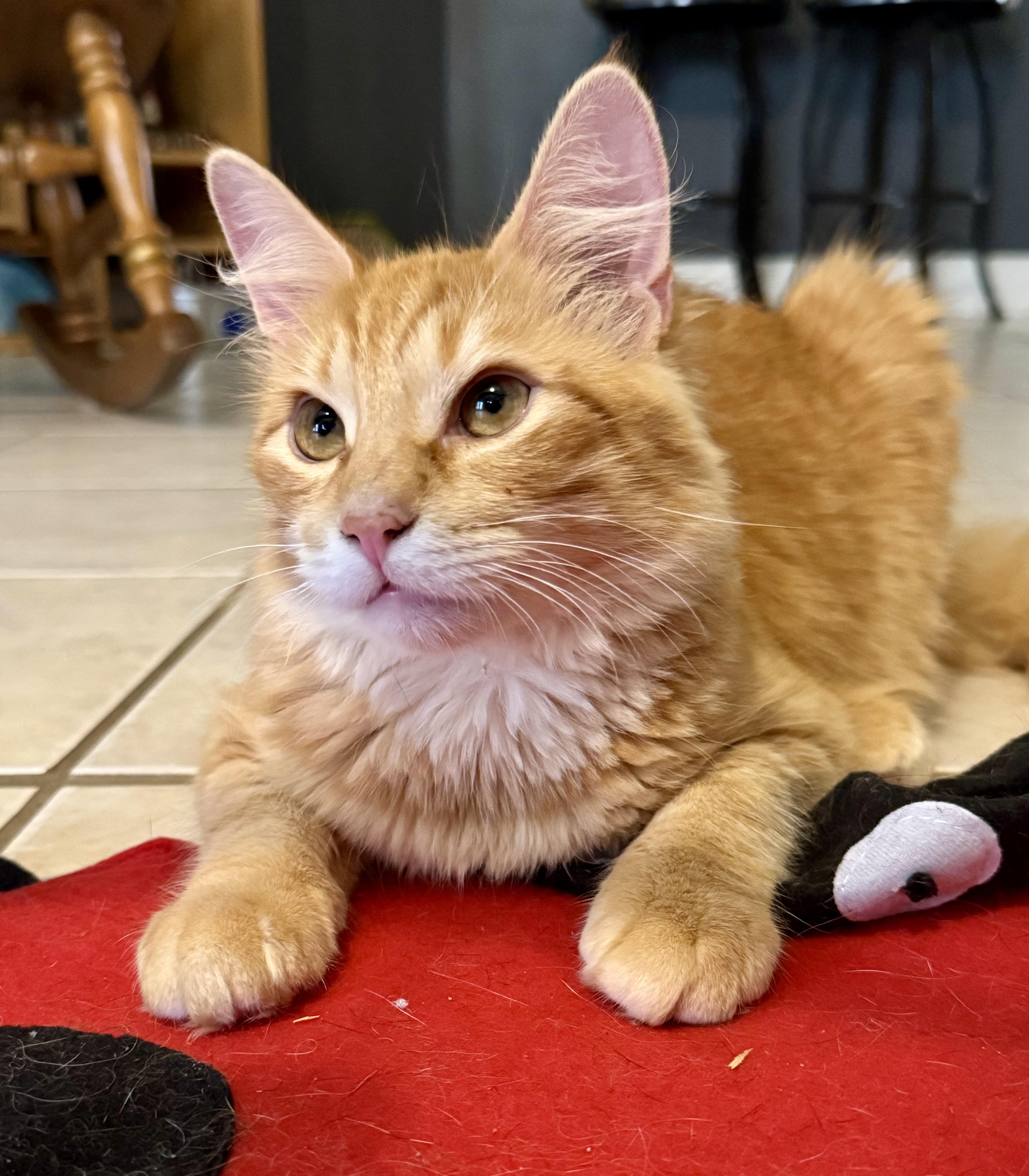 Enlarge Butterbean, an adopted Domestic Medium Hair in Tallahassee, FL image 5/6