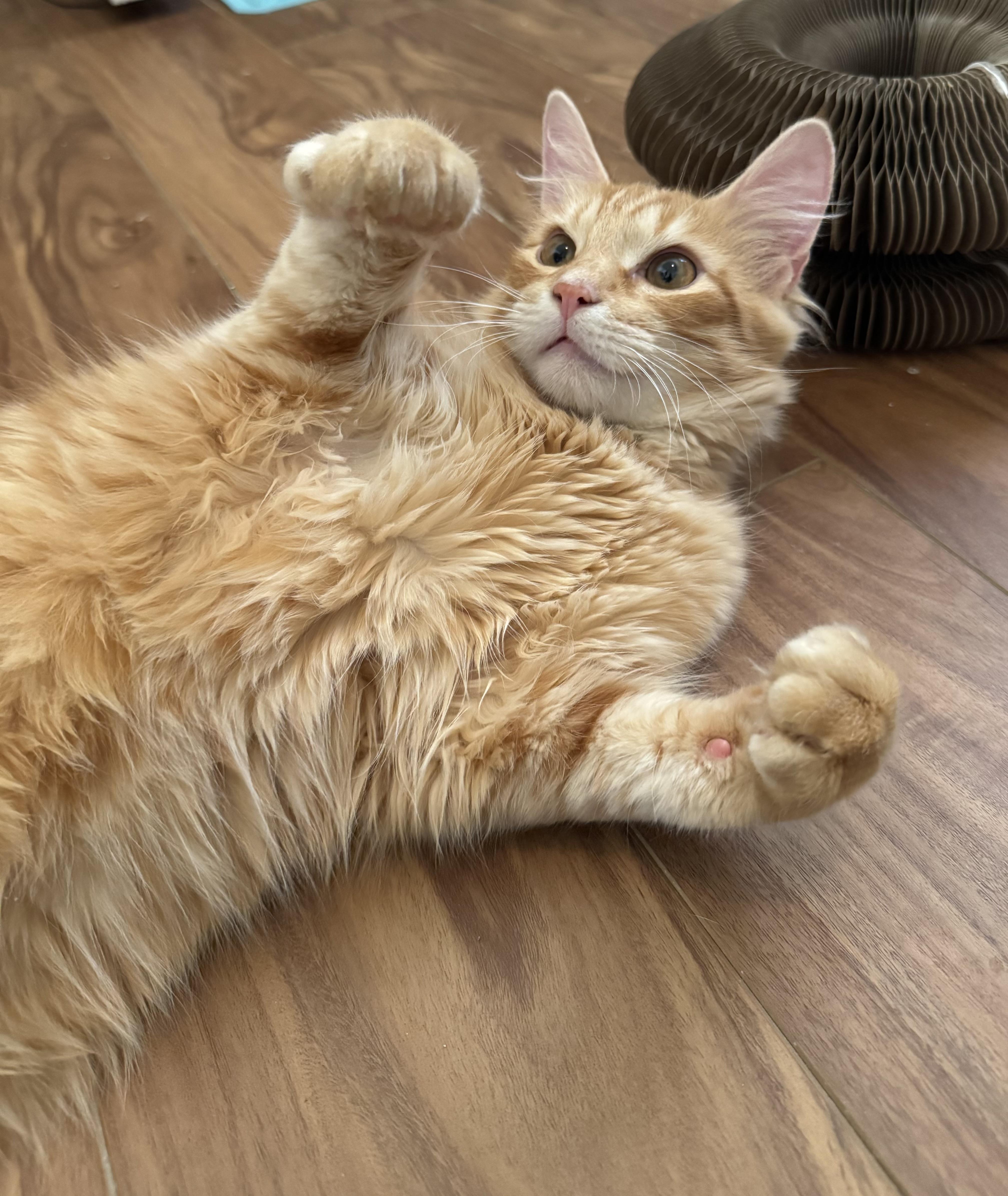 Enlarge Butterbean, a ADOPTABLE Domestic Medium Hair in Tallahassee, FL image 2/6