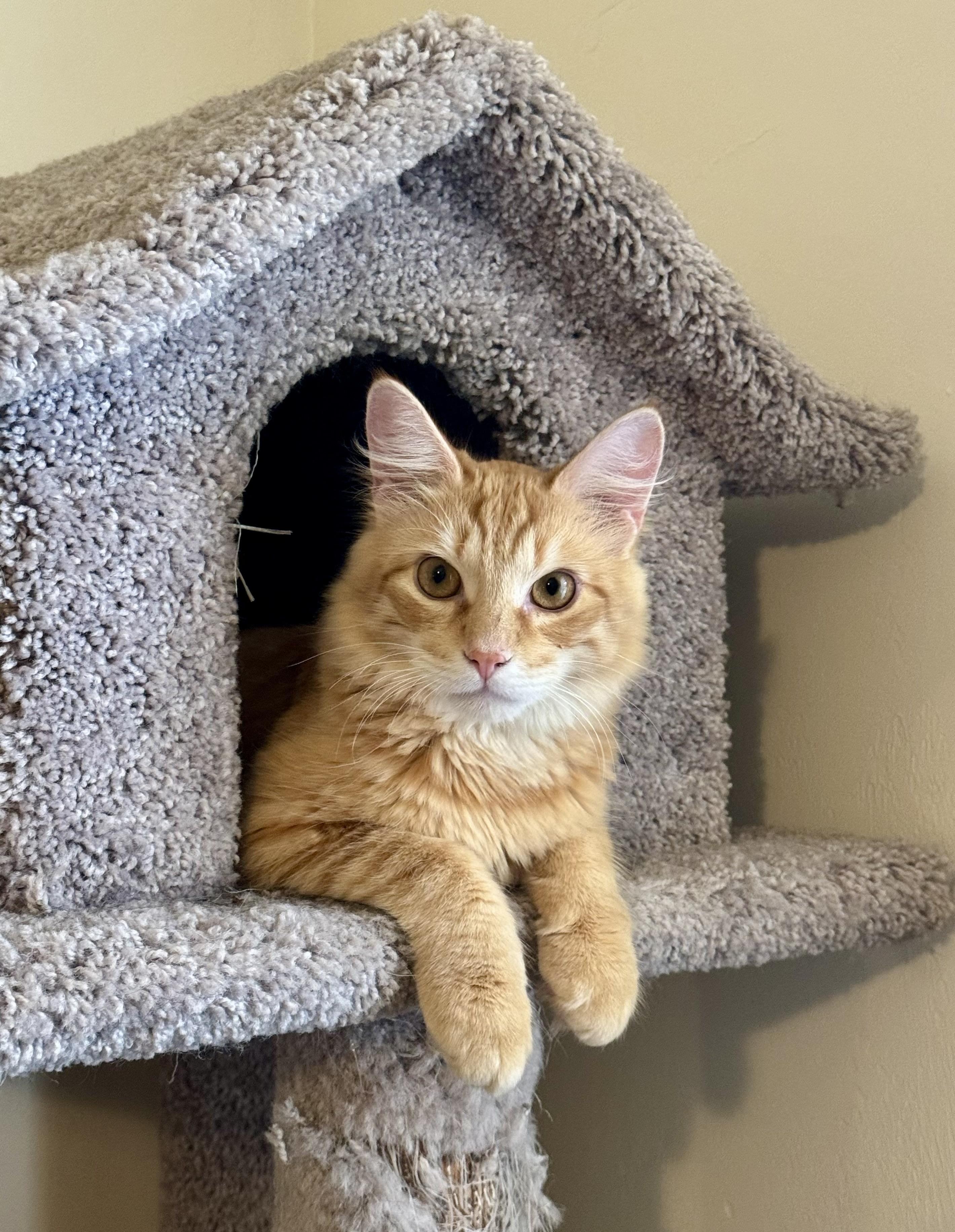 Enlarge Butterbean, an adopted Domestic Medium Hair in Tallahassee, FL image 6/6