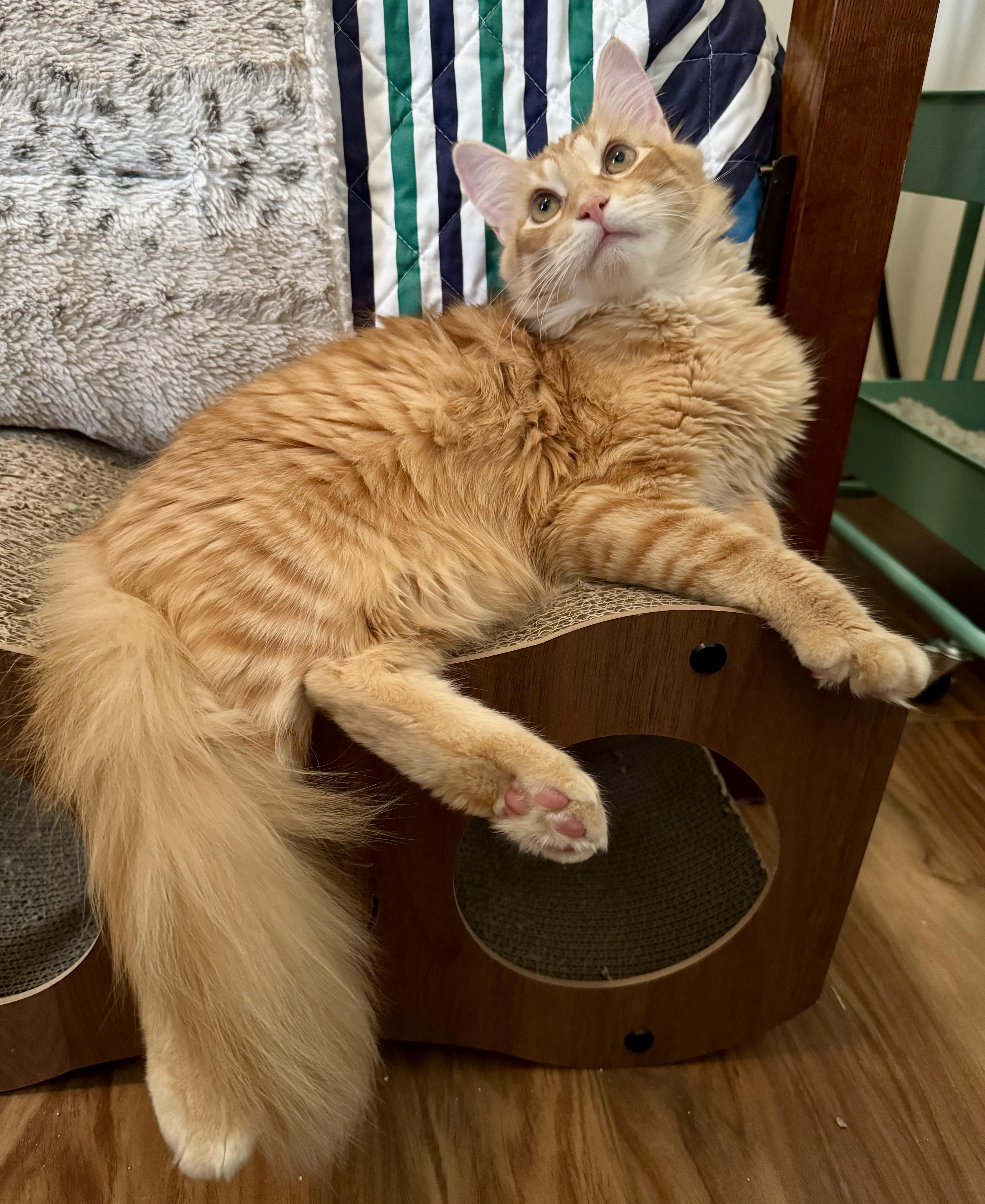 Enlarge Butterbean, a ADOPTABLE Domestic Medium Hair in Tallahassee, FL image 1/6