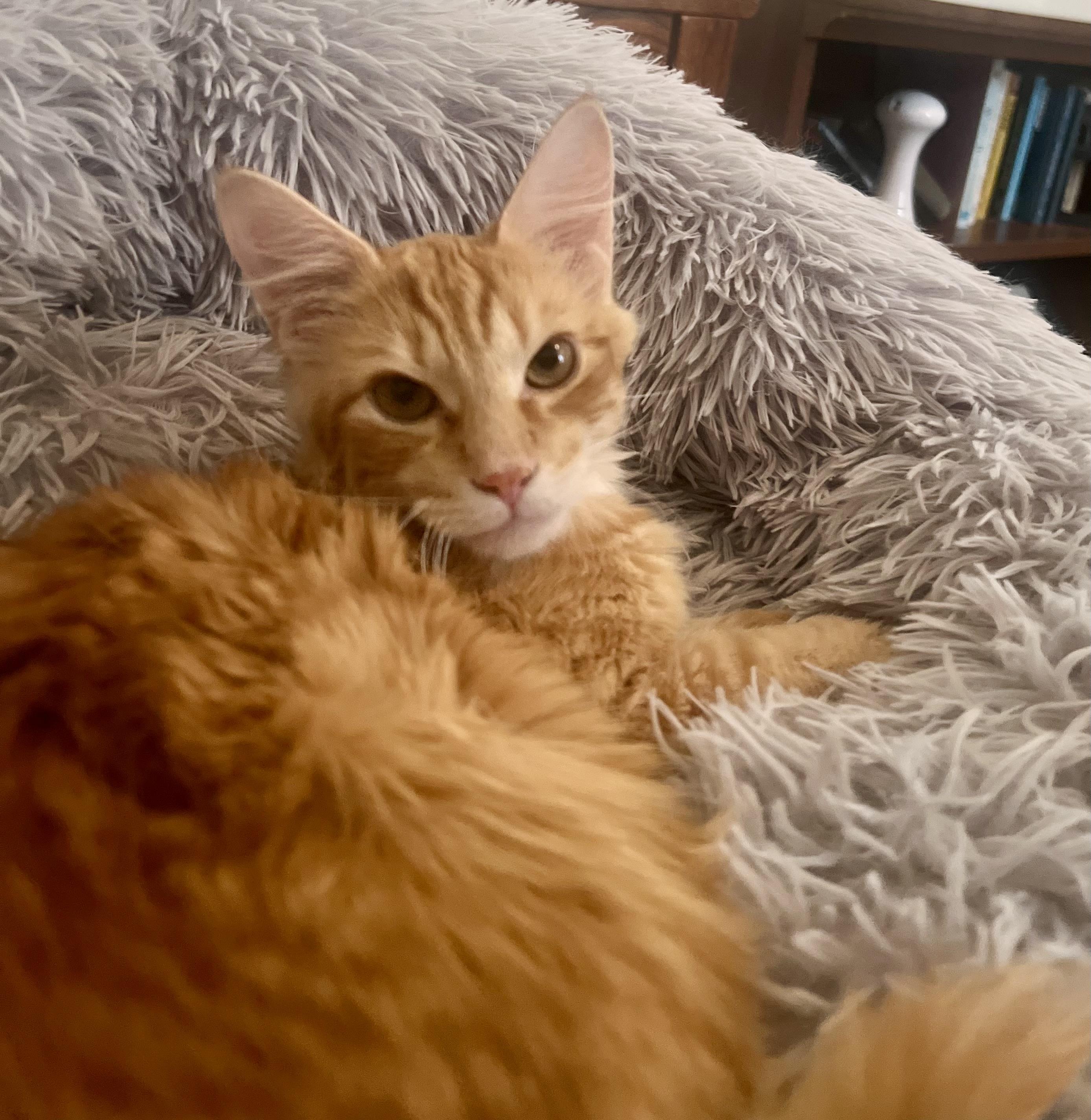 Enlarge Butterbean, a ADOPTABLE Domestic Medium Hair in Tallahassee, FL image 4/6