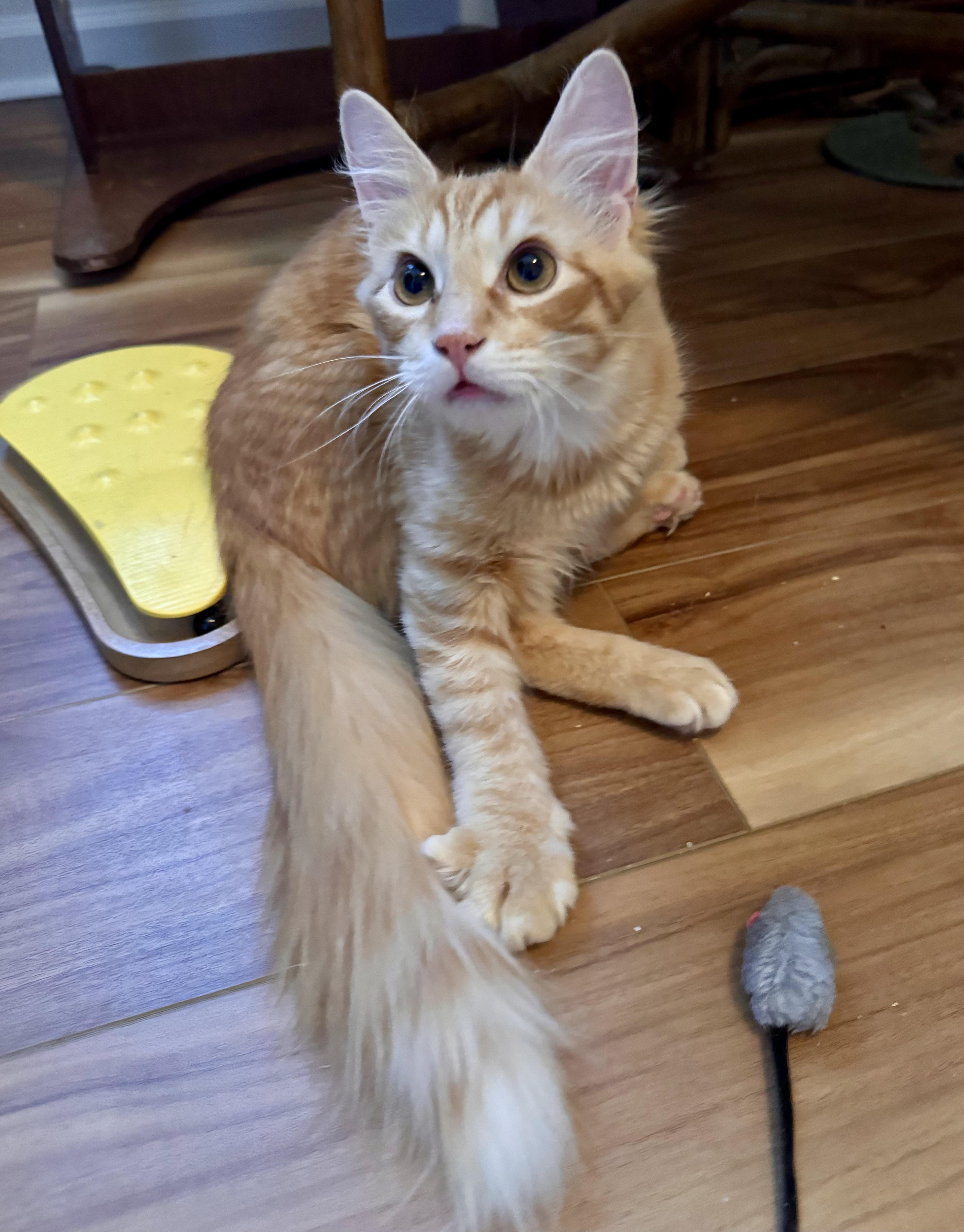 Enlarge Butterbean, a ADOPTABLE Domestic Medium Hair in Tallahassee, FL image 5/6