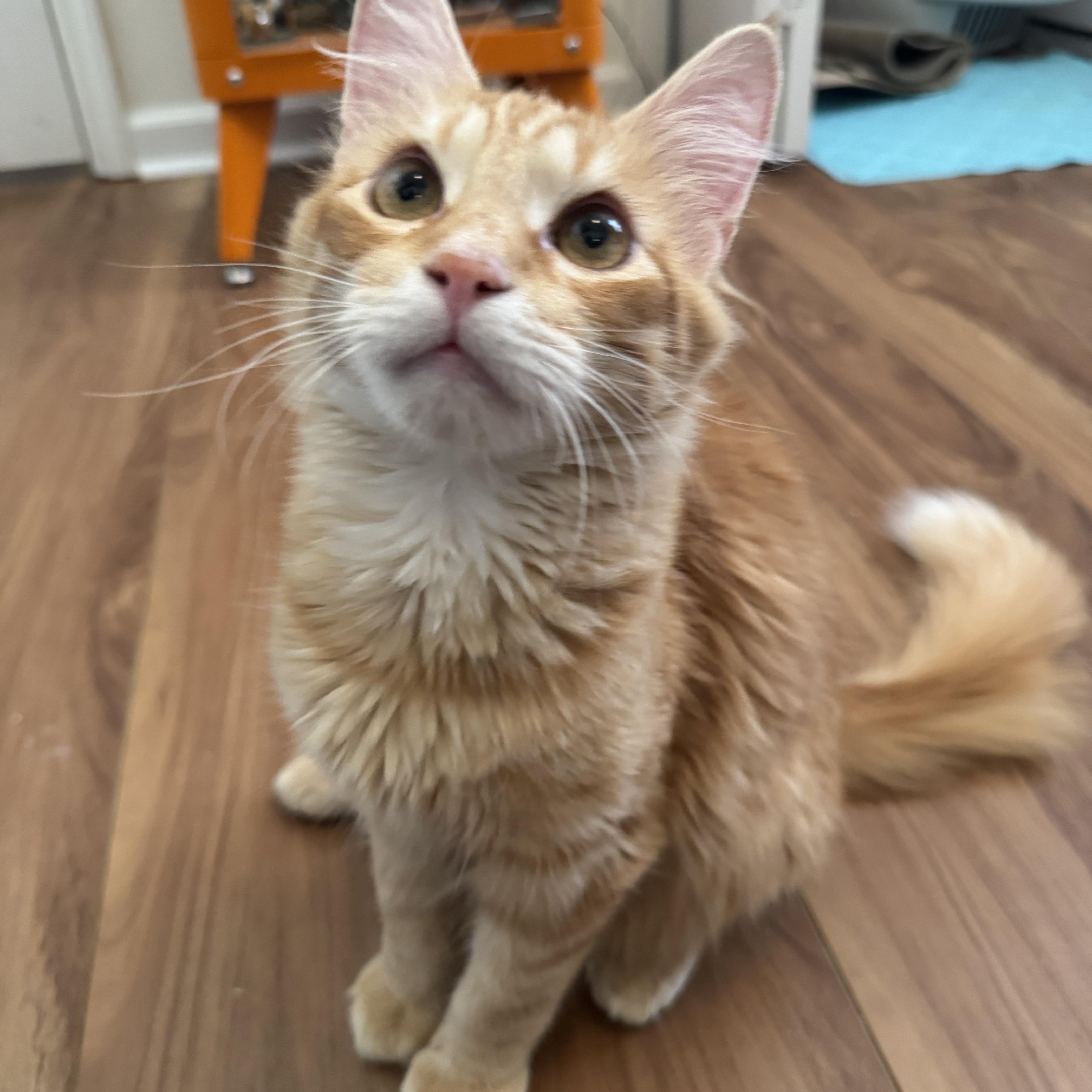 Enlarge Butterbean, a ADOPTABLE Domestic Medium Hair in Tallahassee, FL image 6/6