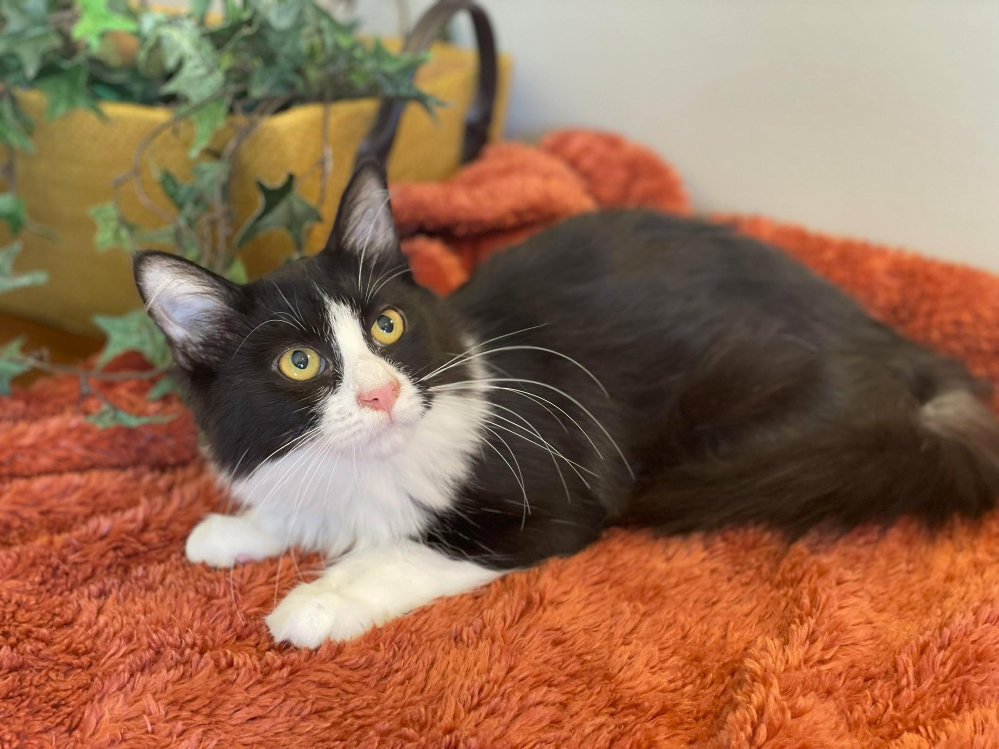 Enlarge Scarlet, a Adoptable Domestic Medium Hair in Taylor, MI image 1/6