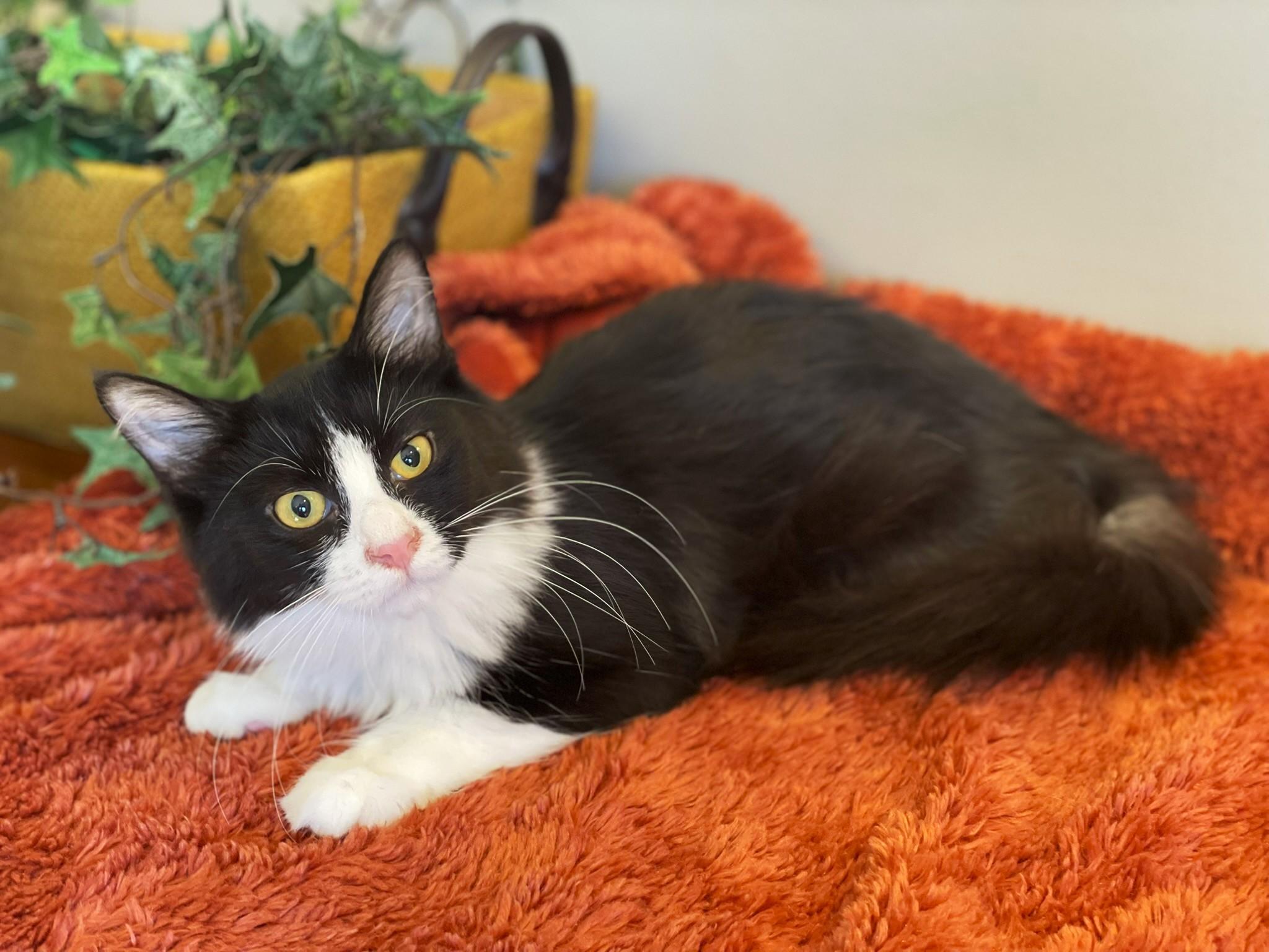 Enlarge Scarlet, a Adoptable Domestic Medium Hair in Taylor, MI image 2/6