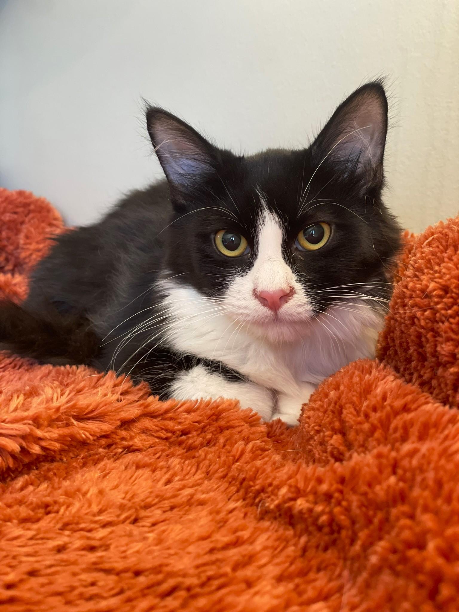 Enlarge Scarlet, a Adoptable Domestic Medium Hair in Taylor, MI image 3/6