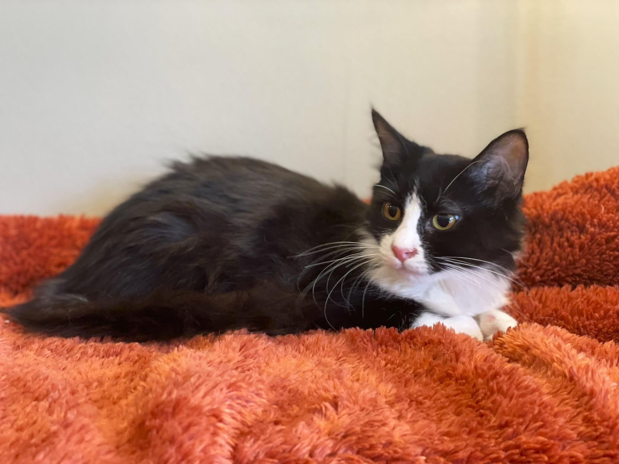Enlarge Scarlet, a Adoptable Domestic Medium Hair in Taylor, MI image 4/6