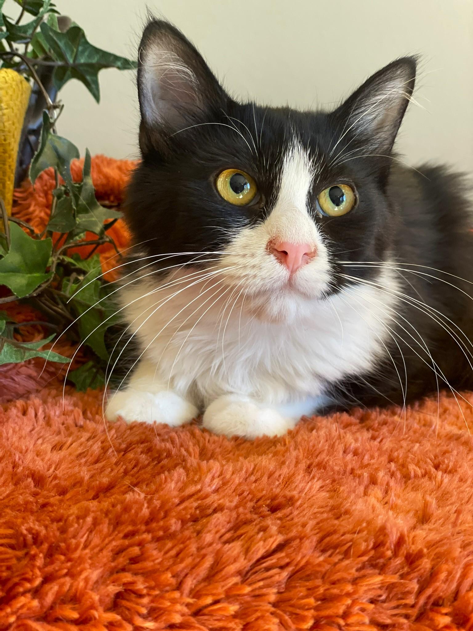 Enlarge Scarlet, a Adoptable Domestic Medium Hair in Taylor, MI image 5/6