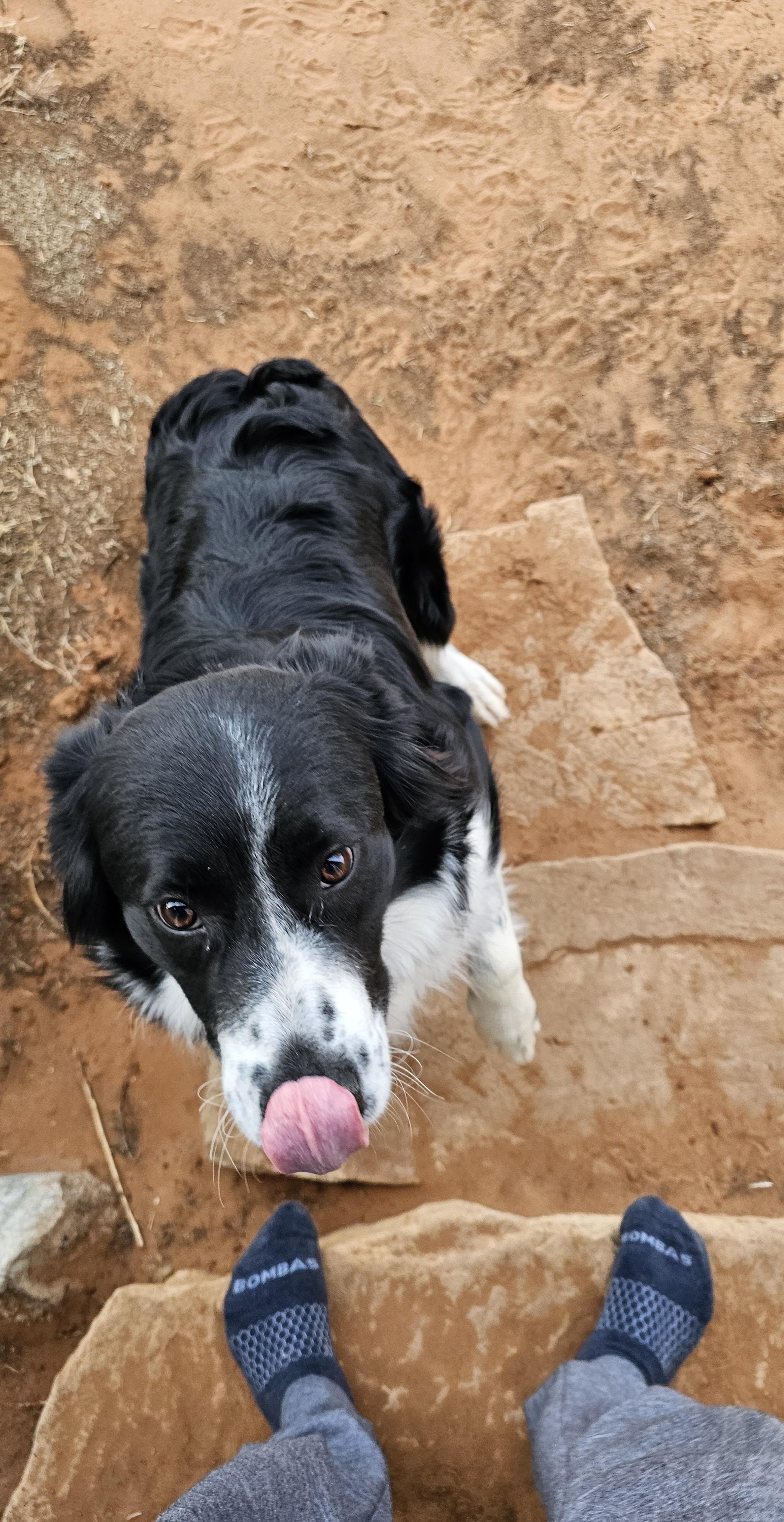 Enlarge Flower, a ADOPTABLE Border Collie in Clovis, NM image 3/4