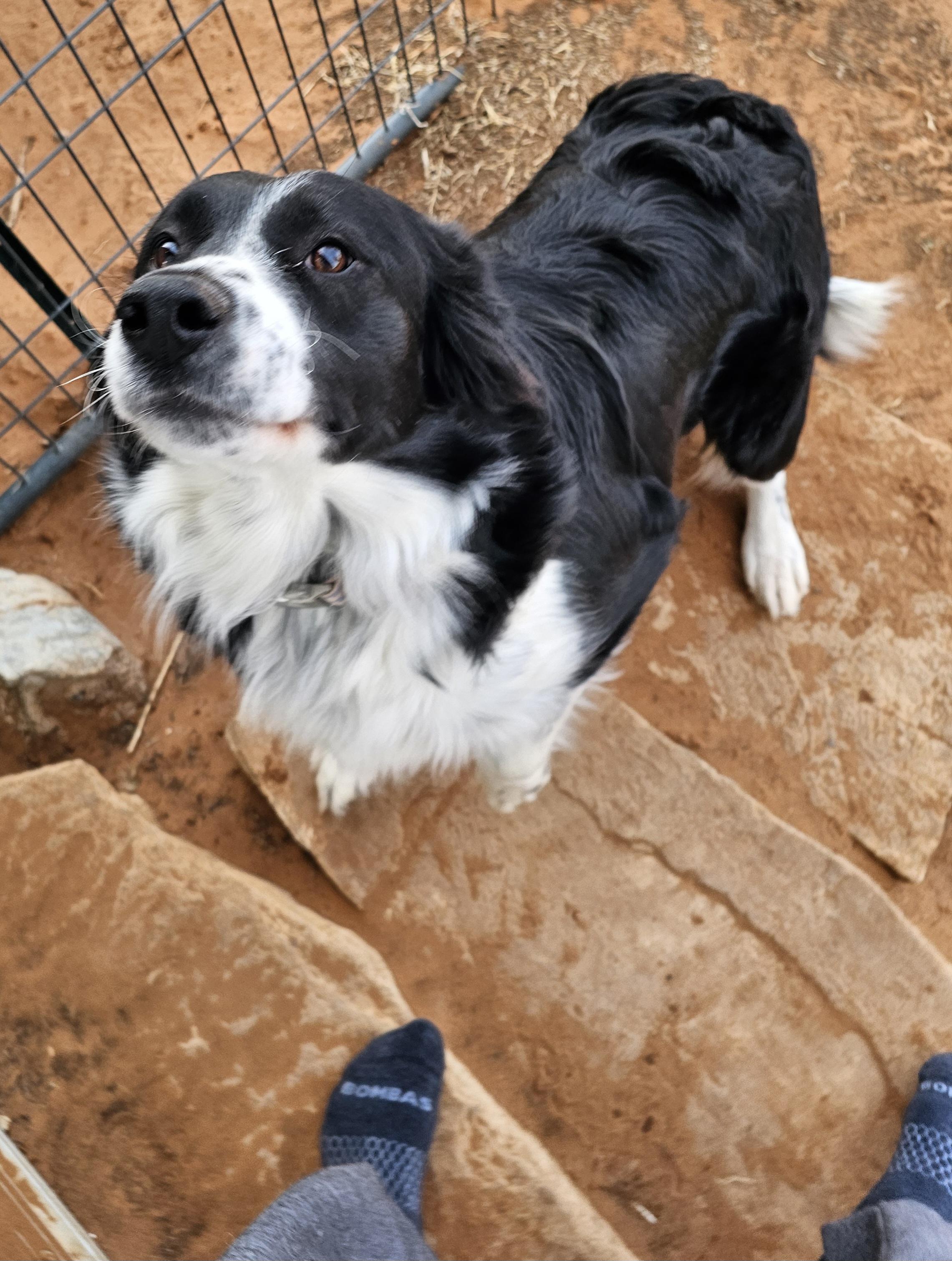 Enlarge Flower, a ADOPTABLE Border Collie in Clovis, NM image 2/4