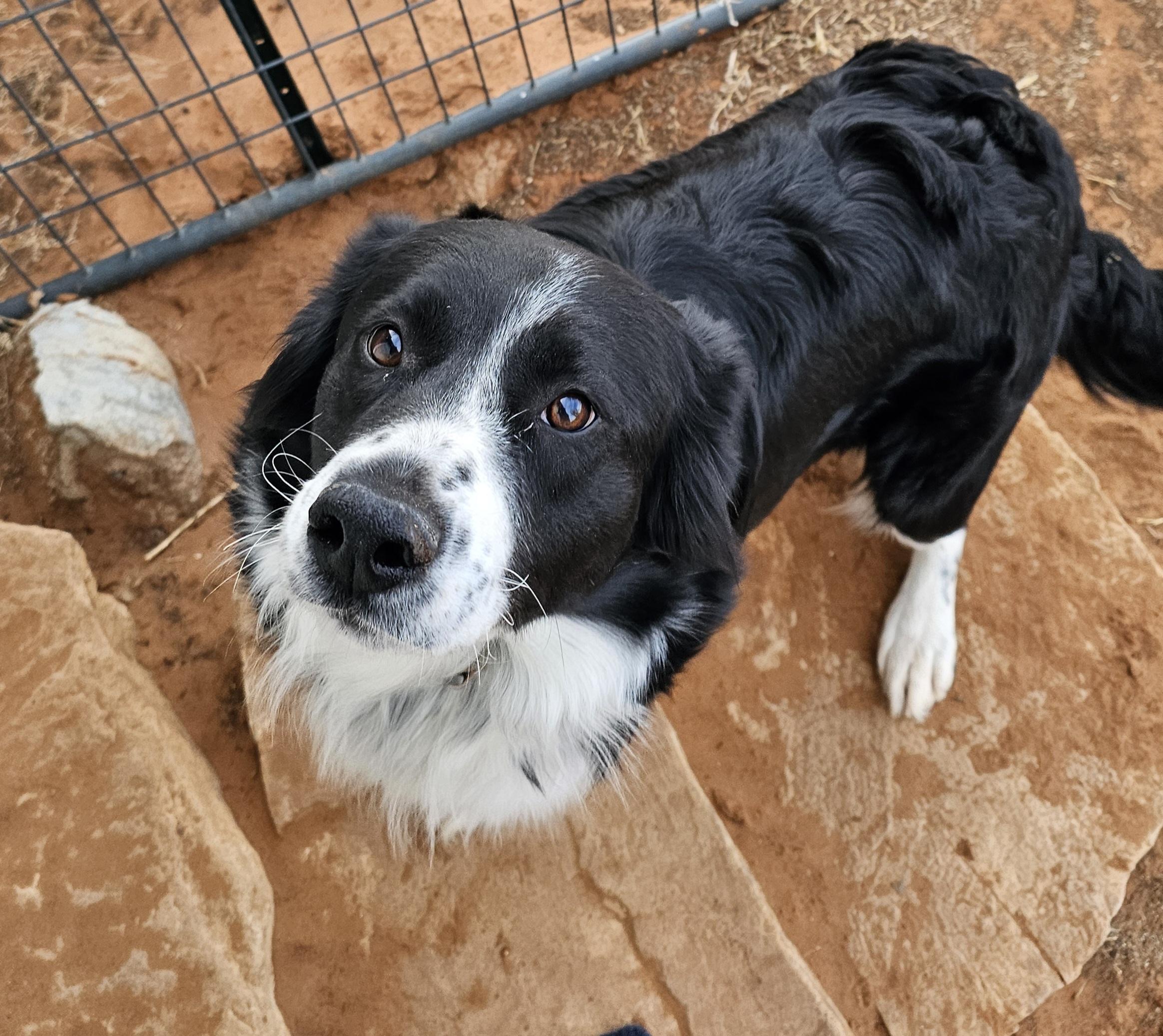 Enlarge Flower, a ADOPTABLE Border Collie in Clovis, NM image 1/4