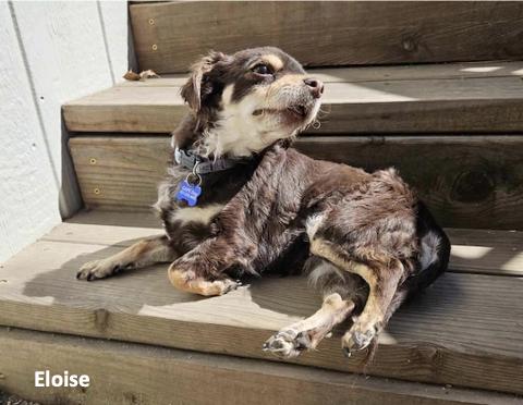 Enlarge Eloise, an adopted mixed breed in Grass Valley, CA image 3/4